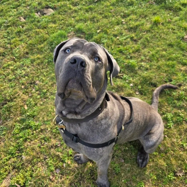 A gray dog with blue eyes sitting attentively on grass.