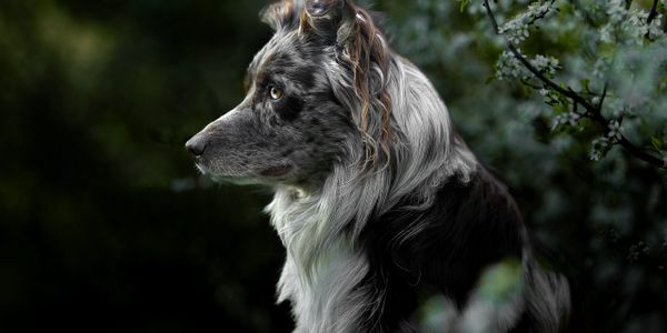 Profile of a focused Border Collie in a dark, natural setting.