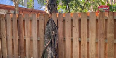 Tree growing through wooden fence planks.