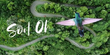 A hummingbird flies over a winding forest road with 'Soul Oh' text.