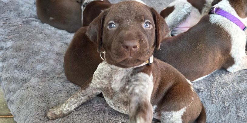Adorable brown and white puppy reaching out while lying on a gray blanket.