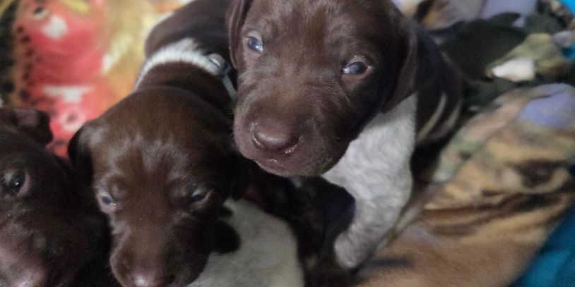 Close-up of three brown puppies resting.