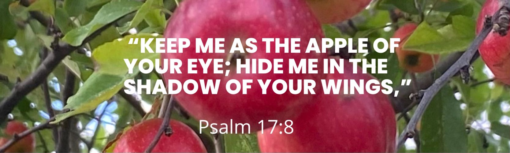 Psalm 17:8