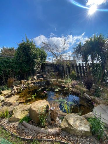 A serene backyard pond surrounded by rocks and plants under a sunny blue sky.
