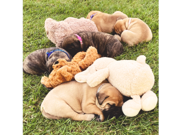 A group of puppies cuddling with stuffed animals on grass.