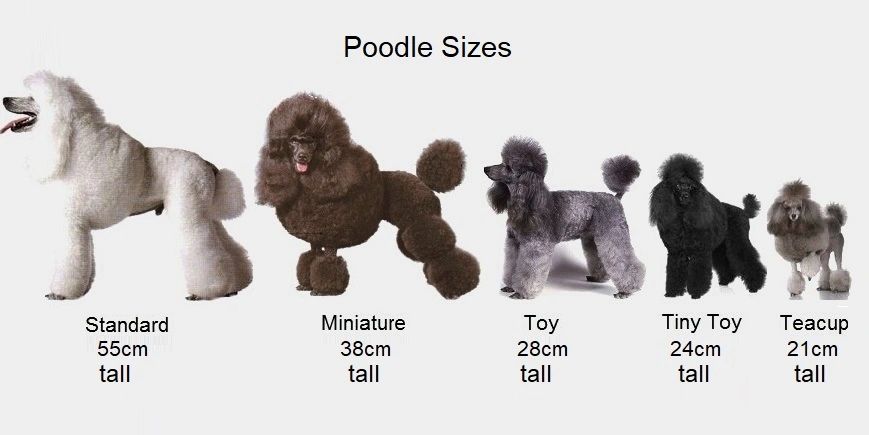 full grown teacup poodles