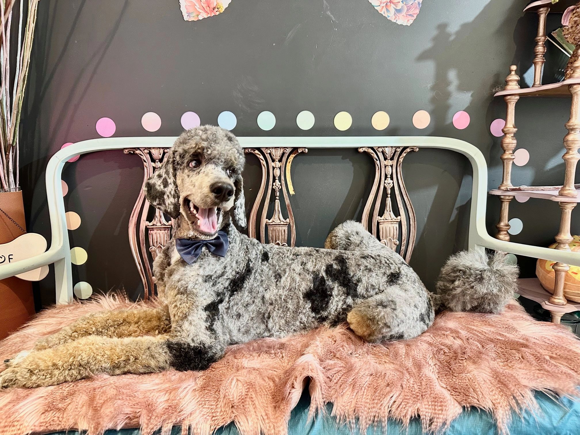 Lakeview Dog Grooming dog grooming listing photo