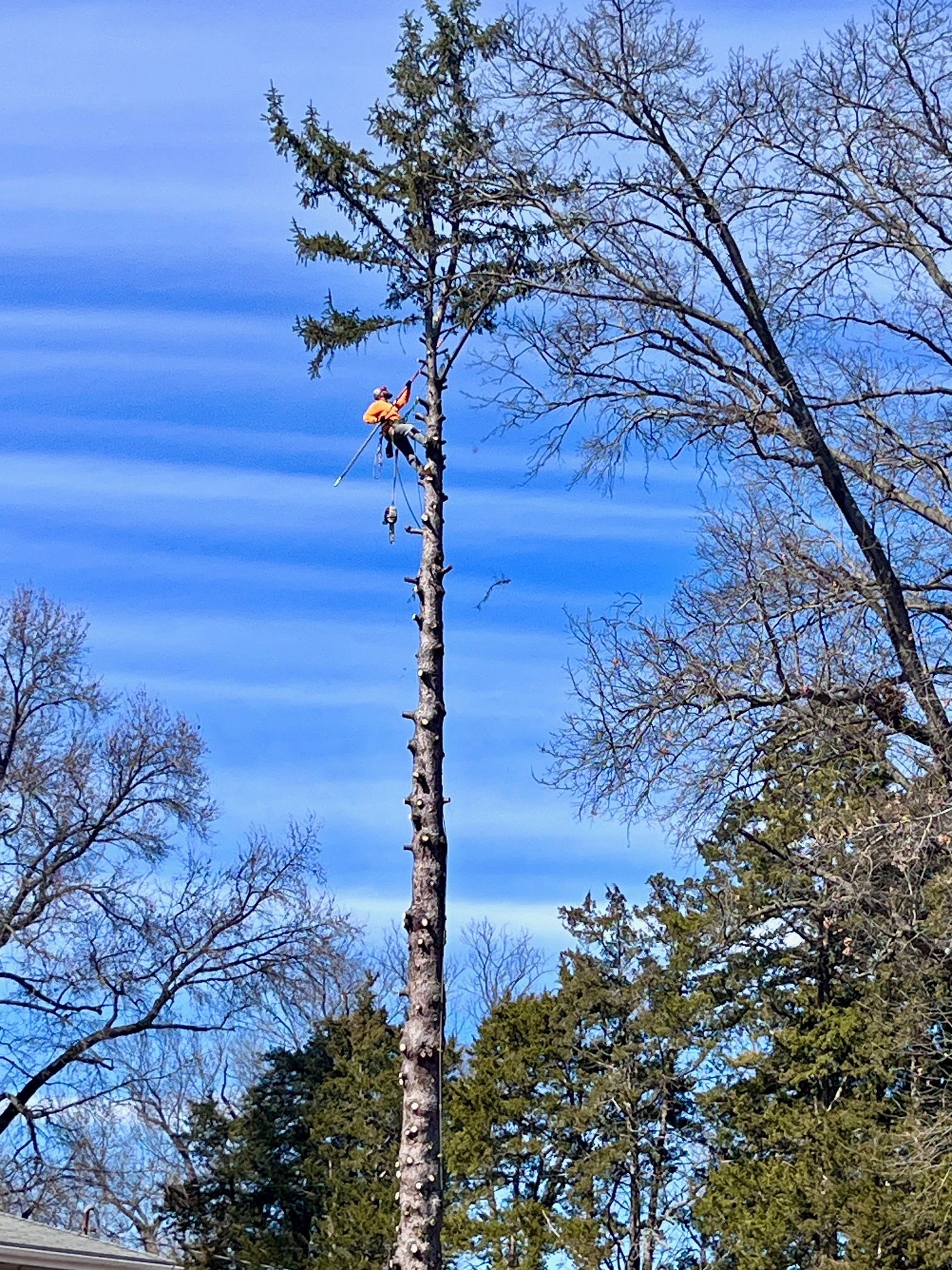 Timber Ridge Trees