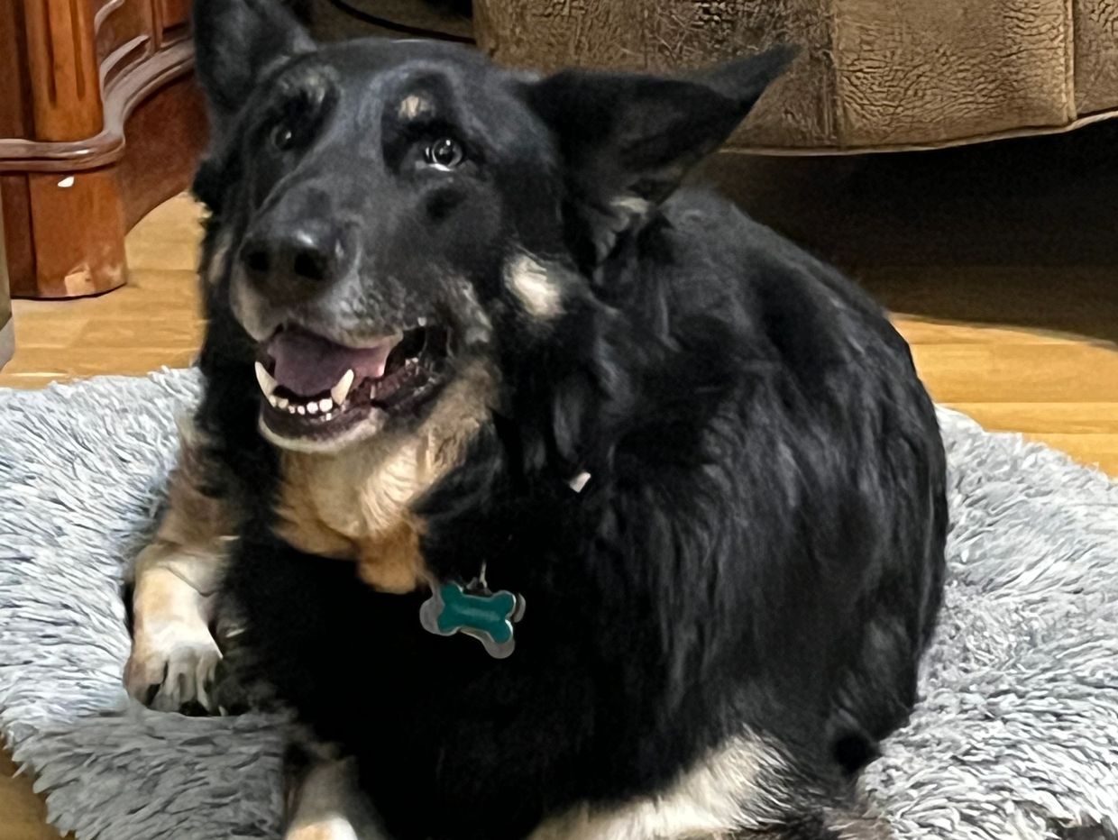 Our Max just chilling at home