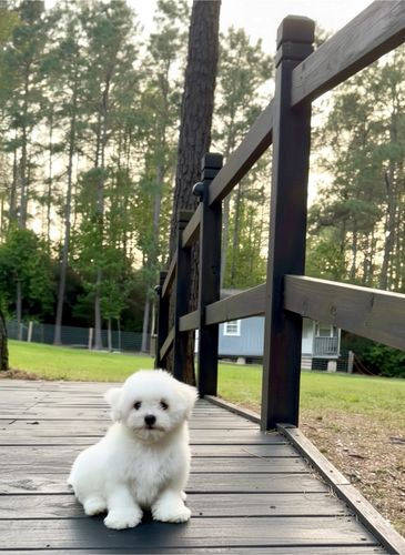 A fluffy white puppy sitting on a wooden path with trees in the background.