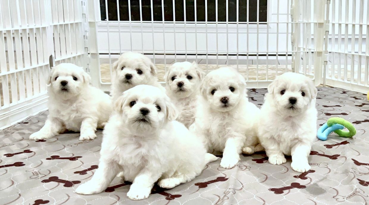 Six fluffy white puppies sitting on a blanket inside a playpen.