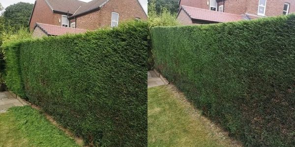 hedge trimming before and after