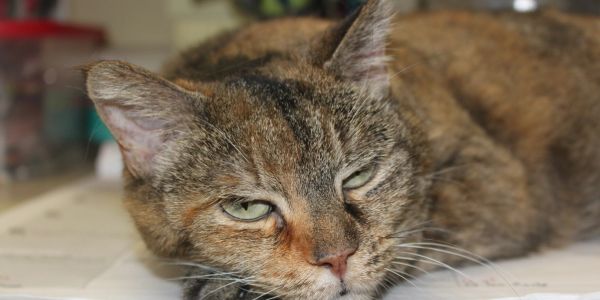Close-up of a resting tabby cat with green eyes.
