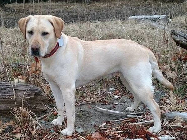Yellow Labrador standing outdoors in a natural setting.