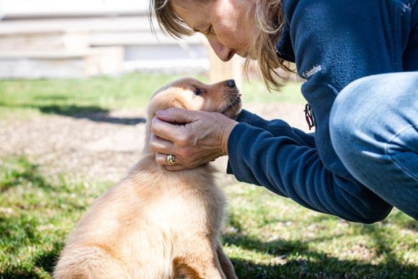 Woman gently holding and looking at a golden retriever puppy outdoors.