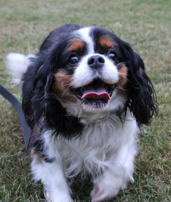 A happy Cavalier King Charles Spaniel dog outdoors.