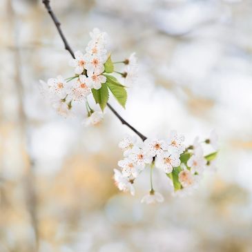 Cherry blossoms on light background.