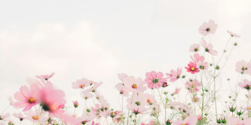 Small pink flowers on a pastel background.