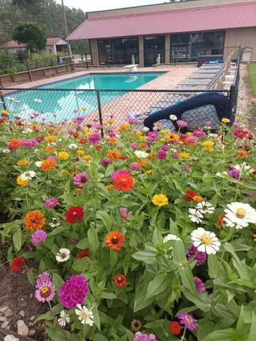 Vibrant flower bed beside a fenced pool area with lounge chairs.