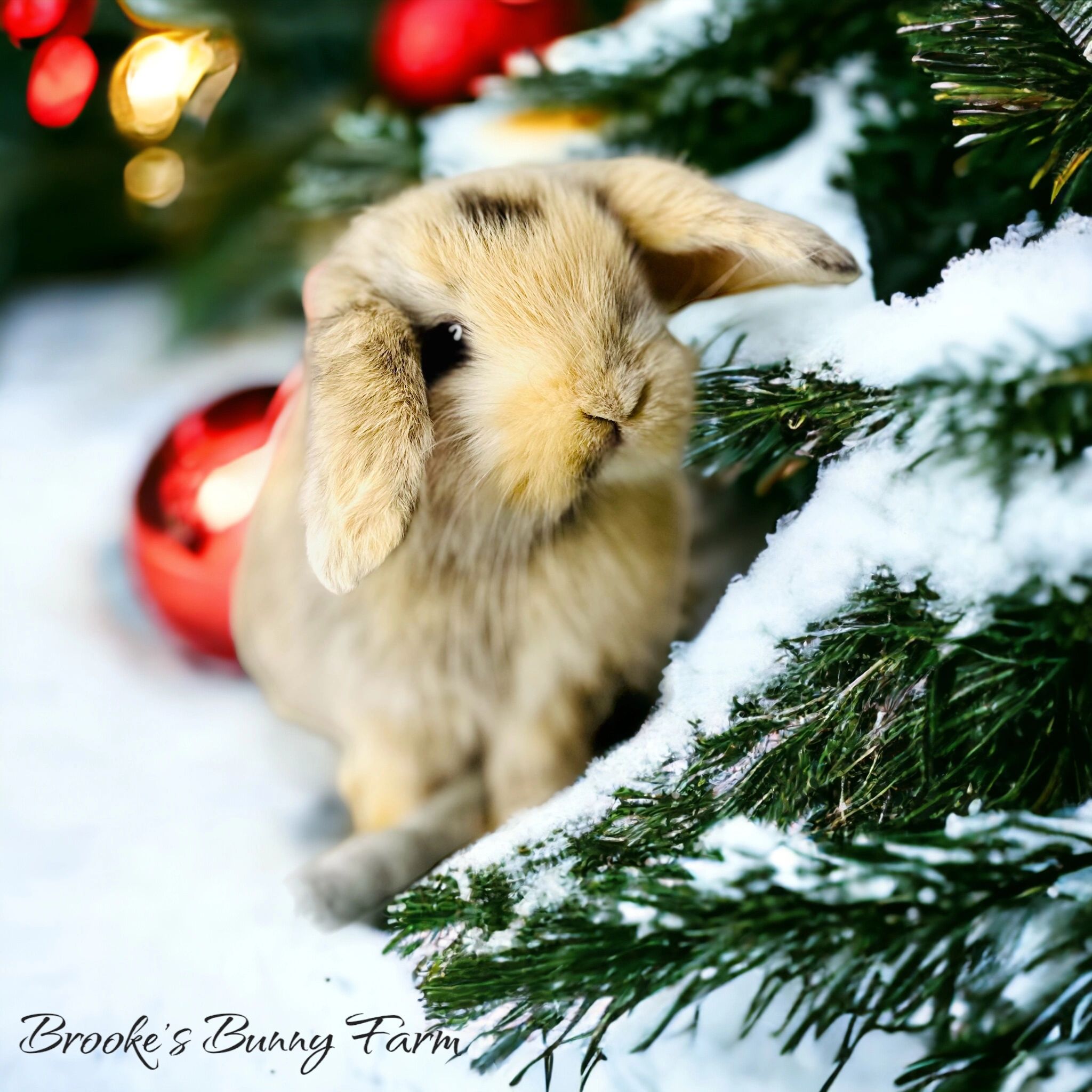 Outdoor rabbits clearance for sale