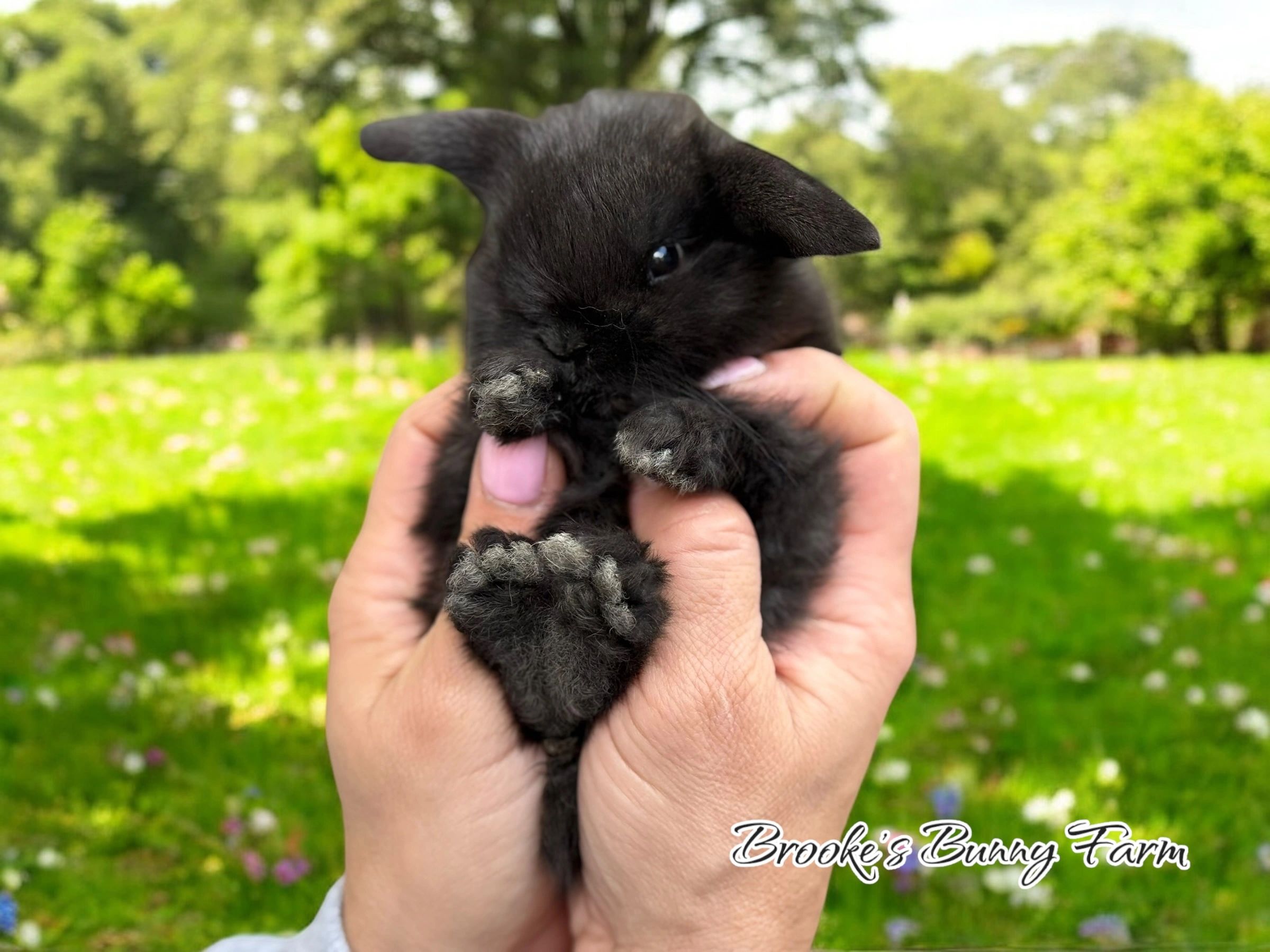 New Baby Profiles Coming Today!!!