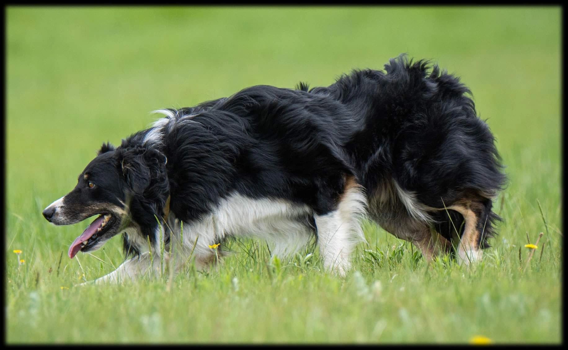 Border collie – Brit