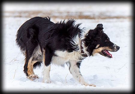 Border collie – Brit