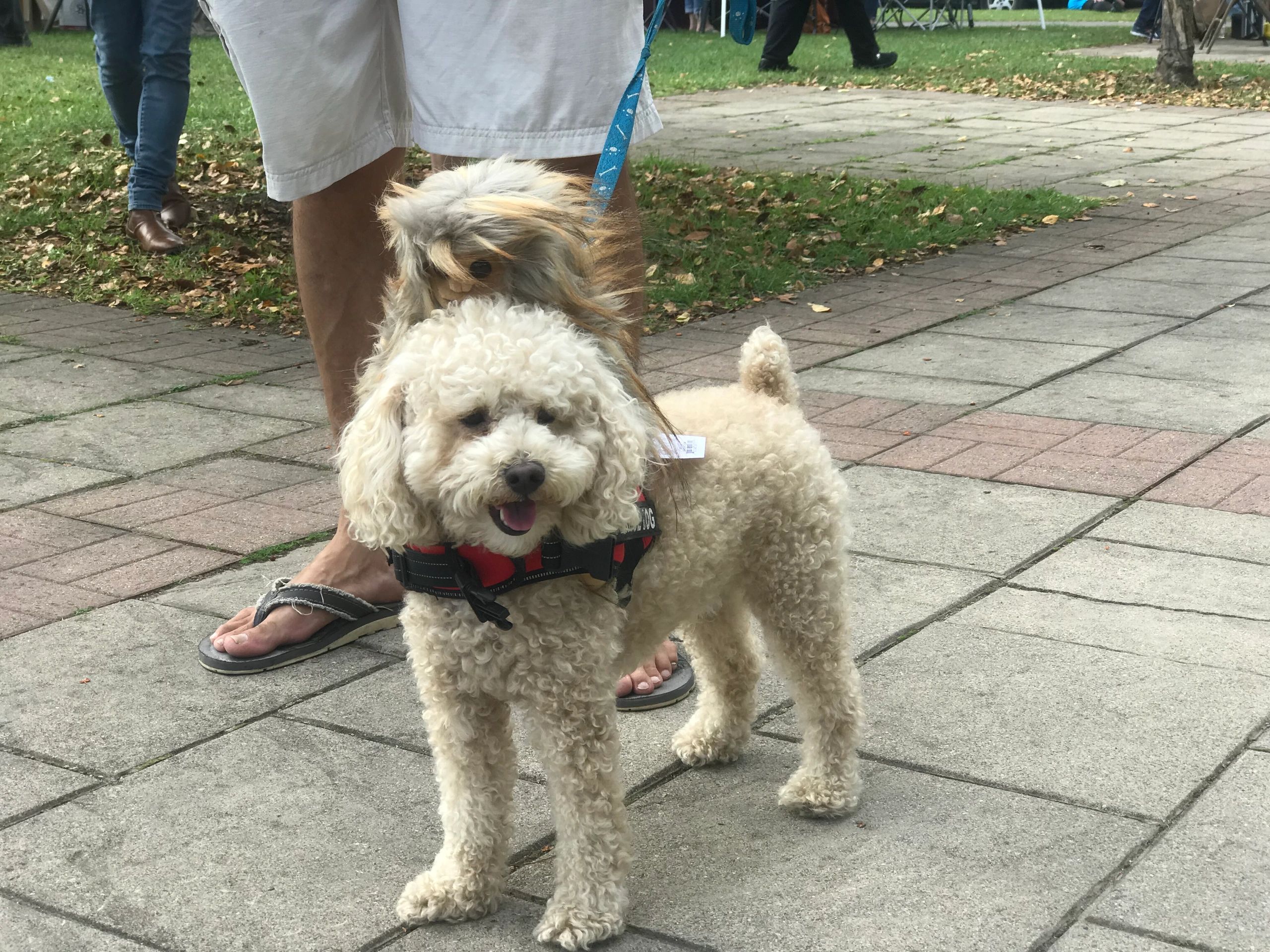 Photos Whitehall NY Sasquatch Festival