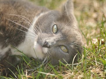 A gray and white cat lying on grass, looking relaxed.