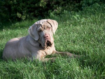 A large dog with droopy ears lying on green grass.