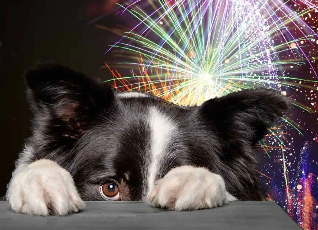 Preparing Your Dog for Fireworks Season