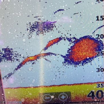 What walleyes look like on hummingbird depth finder  
