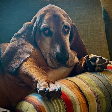 A relaxed bloodhound dog resting on a striped cushion.