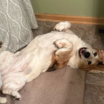 Dog lying on its back with a playful expression.