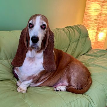 Basset Hound relaxing on a green couch with a warm lamp light.