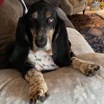 A black and tan dog lounging on a beige couch.
