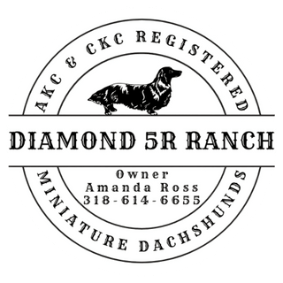 Diamond 5R Ranch CKC Miniature Dachshunds 