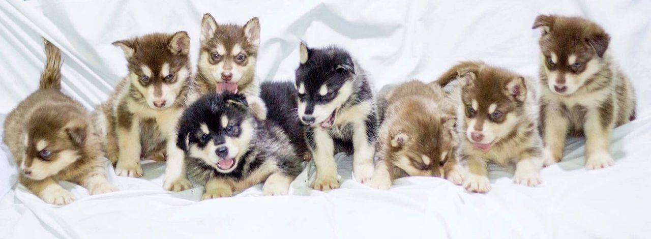 newborn kittens and puppies