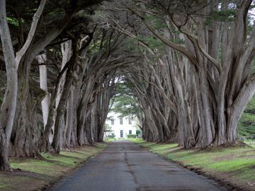 tree lined street