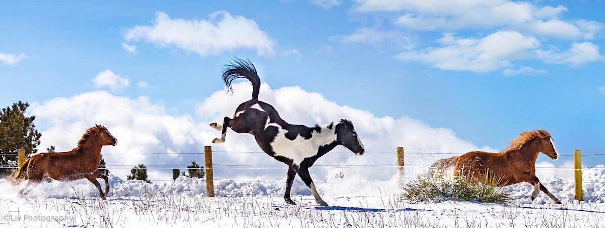 buck it, photo by Olivia Jacobs of three horses running in the snow and the paint in the middle bucking