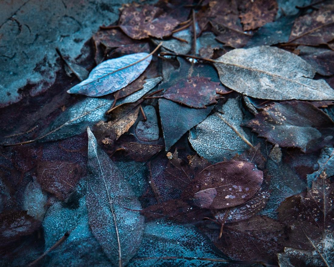 winter is coming, photo by Olivia Jacobs of a frozen puddle and blue and purple leaves within