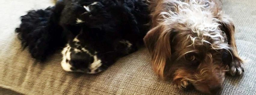 Petite Pet Sitting cover