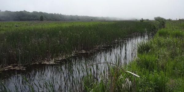 Interior marsh at the Mink River State Natural Area.  Photo: Kari Hagenow