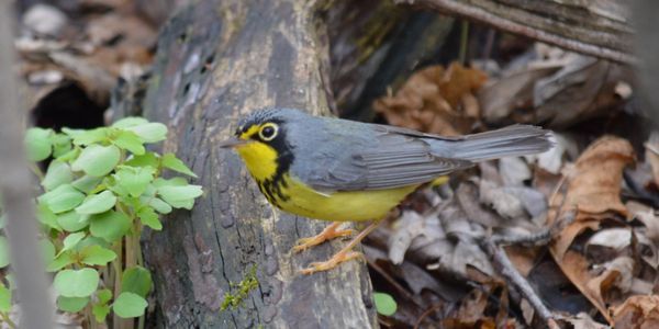 Canada Warbler.  Bay Beach Wildlife Sanctuary during May migration.  Photo: Kari Hagenow.