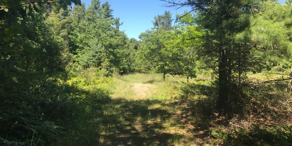 Point Beach State Forest.  Photo: Kari Hagenow.