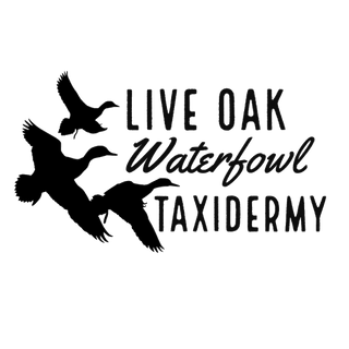 Live Oak Waterfowl Taxidermy