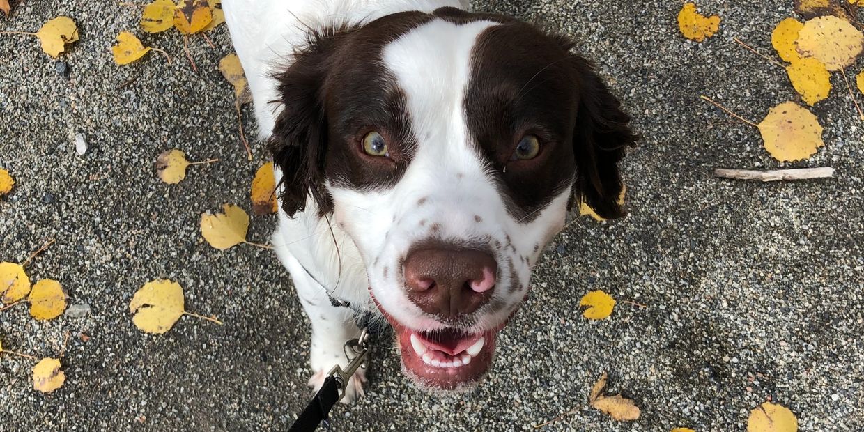 Dog Training in Halifax, Nova Scotia