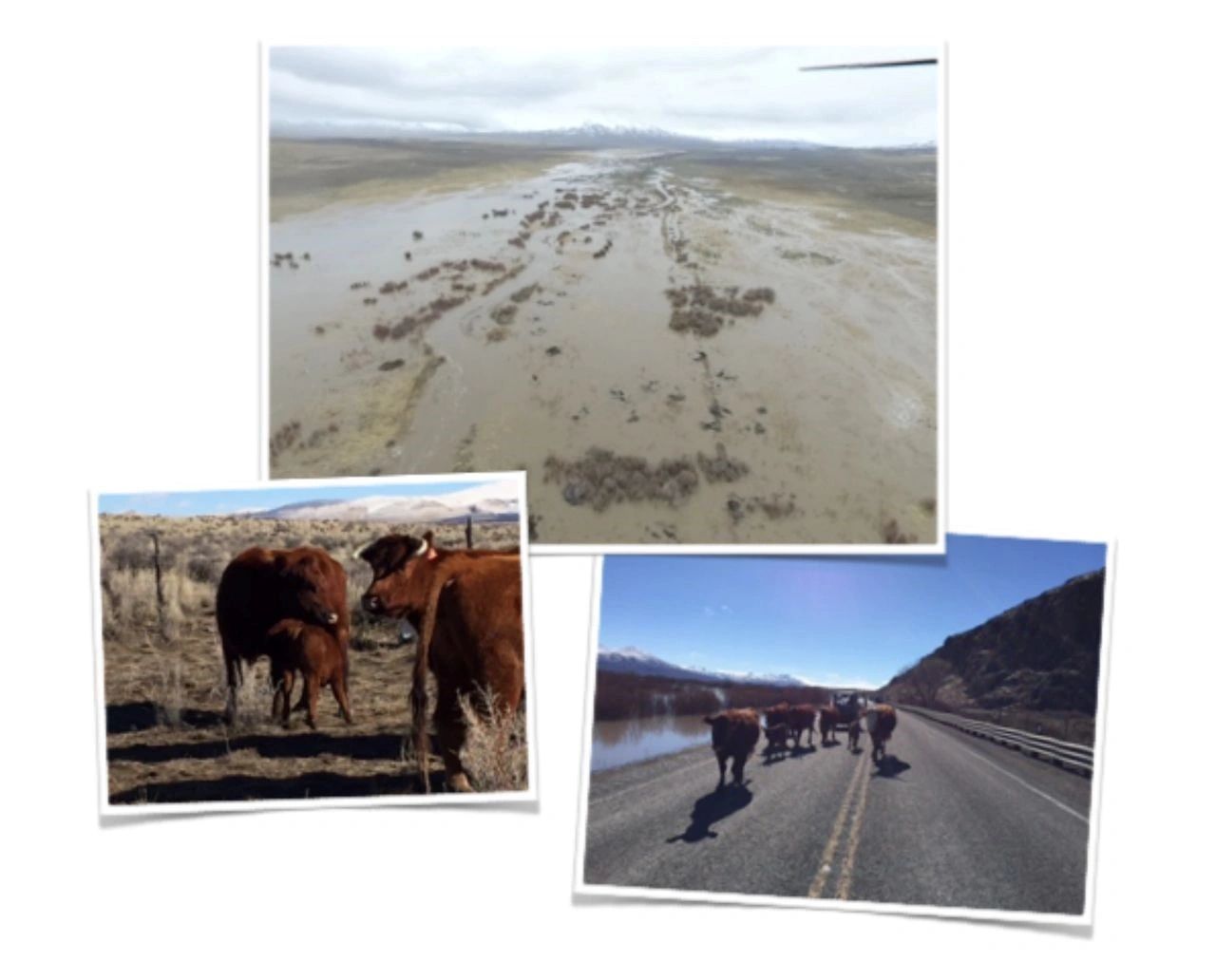 Cattle Rescued from Flood Waters