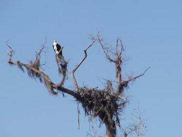 Closeup view of the bird sitting on tree branch