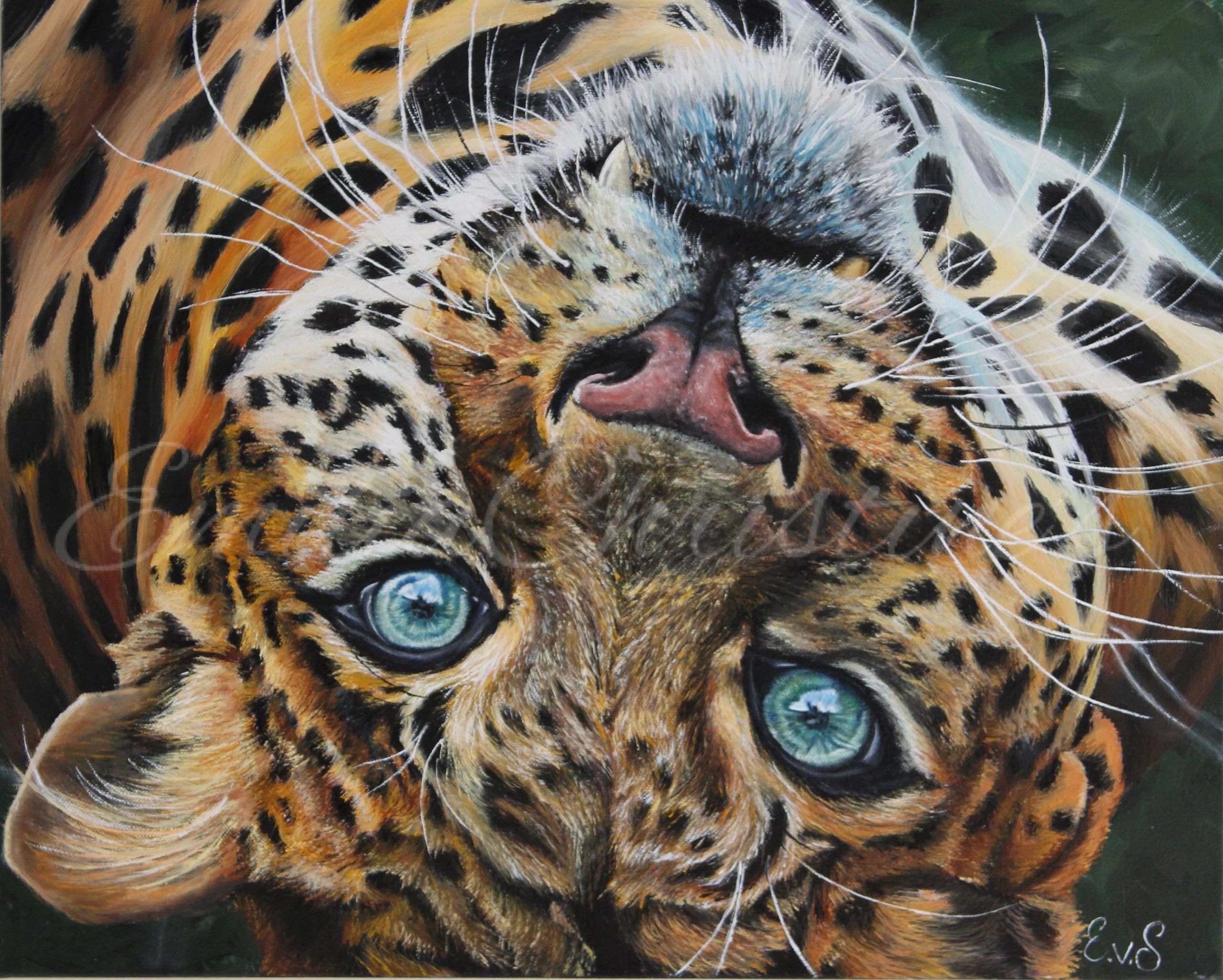 Leopard upside down. With big blue eyes.